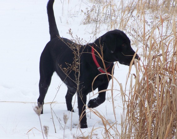 Labrador Retriever, Black Labrador, Dog Training, Dog Breeding, bird dogs, field dog, hunting dog