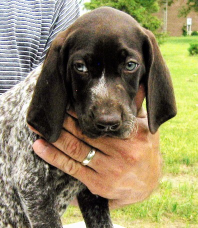 German Shorthair Pointer, German Shorthair Pointer Puppies, Ch VJK Berihill Bolero