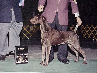 German Shorthair Pointer
