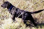Pointing Labrador Retriever, Black Larbrador