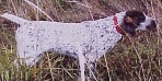 German Shorthair Pointer