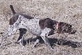 German Shorthair Pointer