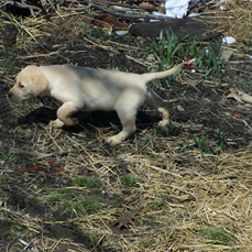 Labrador Retriever, Yellow Labrador, Dog Training, Dog Breeding, bird dogs, field dog, hunting dog