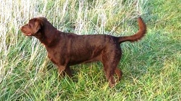Labrador Retriever, Chocolate Labrador, Dog Training, Dog Breeding, bird dogs, field dog, hunting dogs