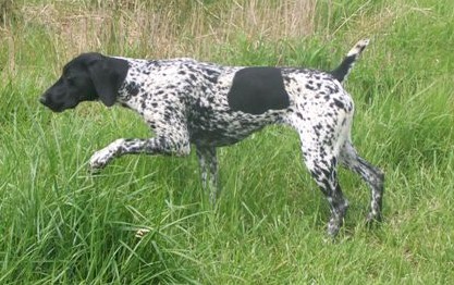 German Shorthair Pointer