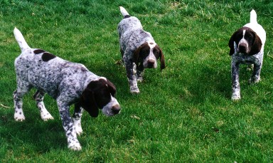German Shorthair Pointer, puppies