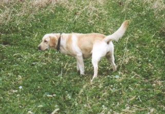 Labrador Retriever, Yellow Labrador, Dog Training, Dog Breeding, bird dogs, field dog, hunting dogs