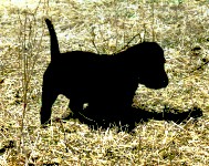 Pointing Labrador Retriever, Black Labrador, puppy
