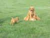 puppies, yellow labrador, pointing labrador retriever