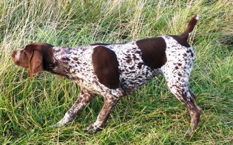 German Shorthair Pointer, Dog Training, Dog Breeding, bird dogs, field dog, hunting dogs,Liver & Ticked, Black & Ticked, Hege-Haus