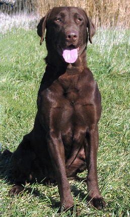 Chocolate labrador, pointing labrador retriever