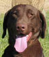 Chocolate labrador, pointing labrador retriever
