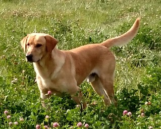Dog Kennel, Dog Training, Dog Breeders, Labrador Retriever