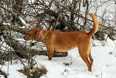 Labrador Retriever, Chocolate Labrador, Dog Training, Dog Breeding, field dog, hunting dogs